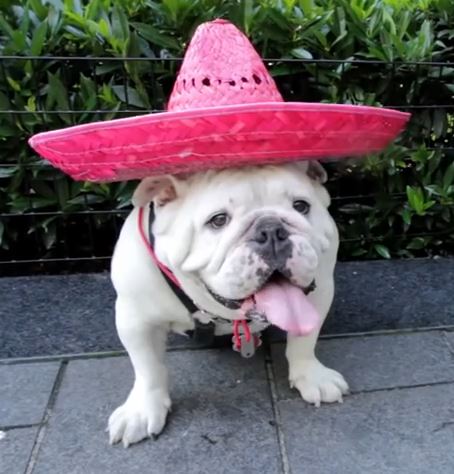 Dog wearing a Mexican hat is dressed up for the City
